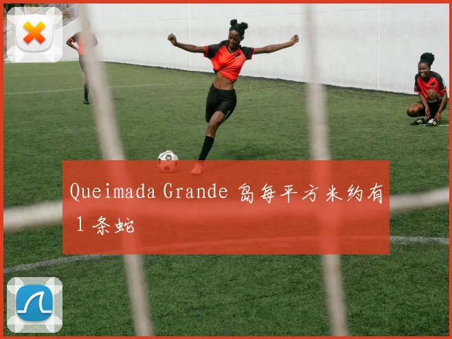 Queimada Grande 岛每平方米约有 1 条蛇