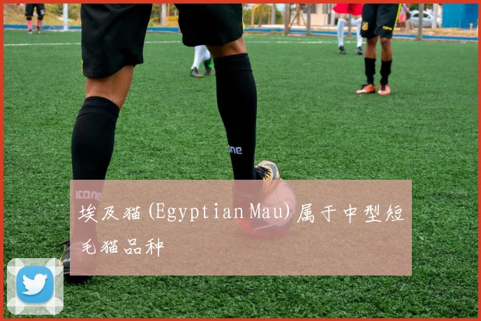 埃及猫(Egyptian Mau)属于中型短毛猫品种